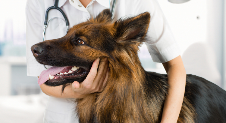 What Is Pet Insurance & How Does it Work? - United States